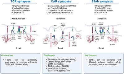 Newer generations of multi-target CAR and STAb-T immunotherapeutics: NEXT CART Consortium as a cooperative effort to overcome current limitations